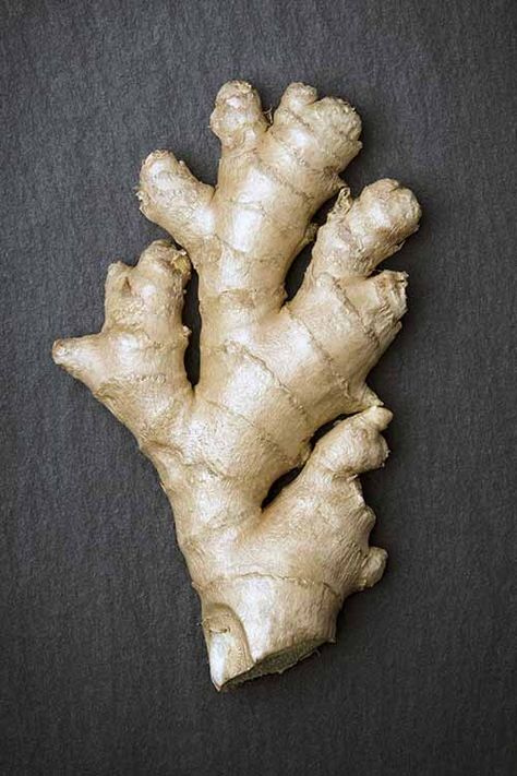 Looking for the best methods to shop, prep, and store fresh ginger? Read now on Foodal to learn how to handle these zesty hands! After reading our article, you will understand how to pick the best ginger at the store, as well as learn our favorite techniques for prepping and storing. Continue reading here: https://foodal.com/knowledge/how-to/store-fresh-ginger/ Ginger Root Recipes, Storing Fresh Ginger, Ginger Uses, Growing Ginger Indoors, Cooking With Ginger, Recipe With Ginger, Growing Ginger, Tattoo Plant, Ginger Honey