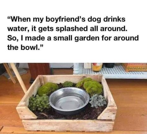 Dog Water Bowl, Dog Water Bowls, Pet Ideas, Moss Garden, Dog Bowl, Water Bowl, Better Day, Dog Memes, Small Garden