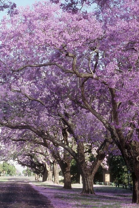 Get ready for blooms, lots of blooms. North Carolina Landscaping Front Yard, Southern Garden Landscaping, Southern Landscaping Ideas, Louisiana Landscaping, Southern Flowers, Southern Landscaping, Southern Magnolia Tree, Acreage Landscaping, Purple Flowering Tree