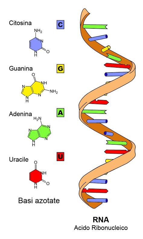 Dna E Rna, Biochemistry Notes, Molecular Genetics, Biology Projects, Biology Worksheet, Study Biology, School Study Ideas, Science Stickers, Nucleic Acid