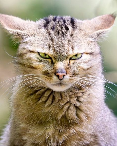 Angry Cat Drawing Reference, Cat Growling, Cat Side Profile, Cat Expressions, Cat Anatomy, Scared Cat, Cat Reference, Warrior Cats Art, Angry Cat