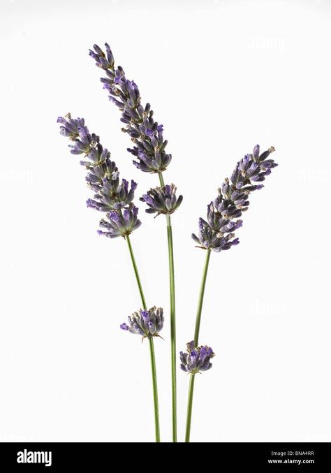 Lavender Photography, Lavender Sprigs, Lavender Art, Lavender, Herbs, Plants, Photography, Art