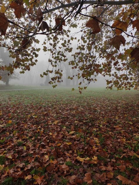 Halloween morning. Fall Morning Aesthetic, Crisp Fall Morning, Sweet September, Chilly Morning, Fall Morning, Morning Mist, Sky Full, Autumn Morning, Autumn 2024