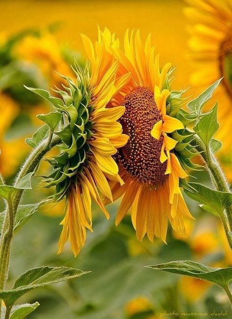 Sunflowers And Daisies, Matka Natura, Sunflower Pictures, Sunflower Garden, Sunflower Wallpaper, Sunflower Fields, 그림 그리기, Organic Gardening, Belle Photo