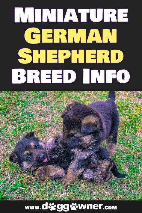 The Miniature German Shepherd, much to many owners’ disbelief, is not a pure German Shepherd.Thankfully, we’ve created a comprehensive guide to the breed, so you know what you’re letting yourself in for if you choose to own a Miniature German Shepherd! #germanshepherd #miniaturegermanshepherd #dogbreeds Miniature German Shepherd, Dog Owner Tips, First Time Dog Owner, Large German Shepherd, German Shepherd Breeds, Guard Dogs, Shepherd Puppies, German Shepherd Puppies, German Shepherds