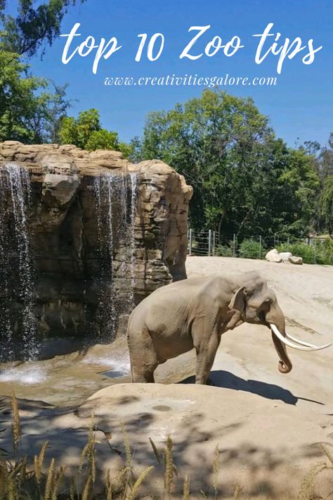 10 Simple Tips to Improve Your Next Zoo Trip - Creativities Galore Zoo Trip Essentials, Zoo Trip, Los Angeles Zoo, Zoo Activities, Trip Essentials, The Zoo, Zoo Animals, View Map, Zebras