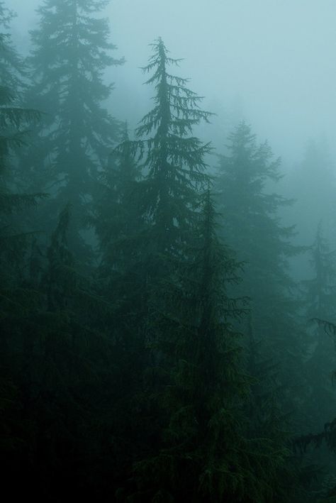 In the fog Forks Washington Twilight, Forks Twilight, Forks Washington, Misty Forest, Mountain Top, Photo Challenge, Dark Forest, Nature Aesthetic, Green Aesthetic