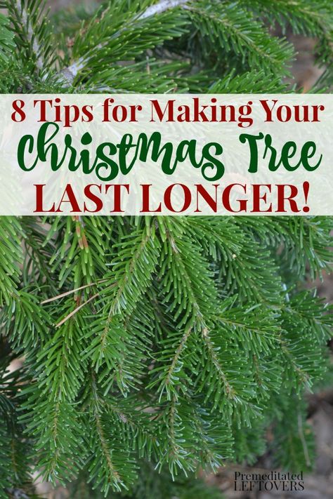 Looking for ways to Make Your Christmas Tree Last Longer? These helpful tips will show you how to care for your Christmas tree so you can enjoy it all of the holiday season! Real Christmas Tree Care, Christmas Tree Preservative, Christmas Tree Care, Christmas Tree Water, Natural Christmas Tree, Coffee Scented Candles, Christmas Tree Trimming, Fresh Cut Christmas Trees, Live Christmas Trees