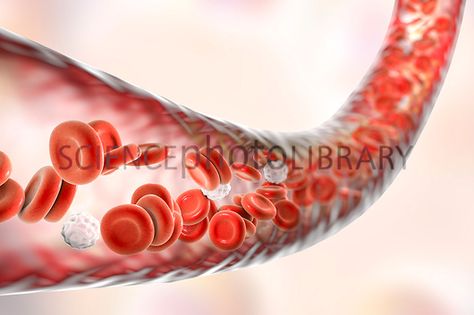 Blood vessel with blood cells, illustration Biotech Company, Angina Pectoris, Nitric Oxide, Bone Marrow, Tikal, Red Blood, Red Blood Cells, Hormone Health, Blood Cells