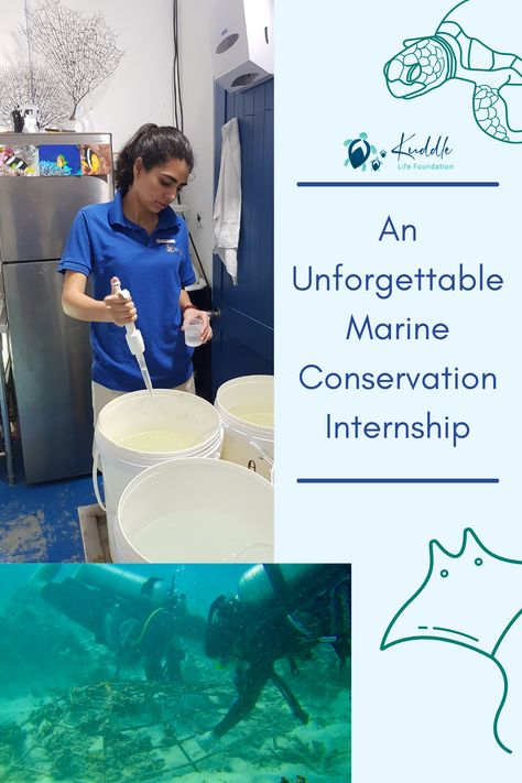 Marine Biology Career, Marine Veterinarian, Marine Biology Jobs, Zoology Career, Jobs With Animals, Biology Jobs, Wildlife Biology, Oceanography Marine Biology, Biology College