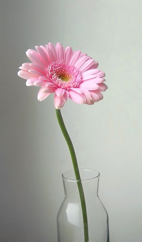 Single Flower Aesthetic, Pink Gerbera Daisy, Gerbera Flower, Pink Gerbera, Nature Iphone Wallpaper, List Of Flowers, Flowery Wallpaper, Orchid Arrangements, Flower Arrangements Simple