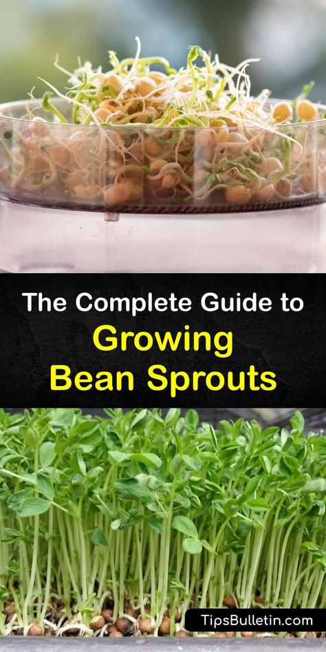 Growing Bean Sprouts At Home, How To Grow Bean Sprouts, How To Grow Beans, Growing Bean Sprouts, Bean Sprouts Growing, Grow Bean Sprouts, Sprouted Beans, Sprouts Growing, Sprout Seeds