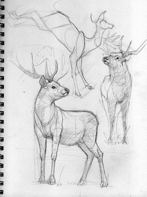 Art by Jon Kuo Deer Drawing Reference, Stag Sketch, Deer Sketches, Deer Drawings, Deer Sketch, Animal Sketch, Deer Drawing, Animal Drawings Sketches, Animal Study