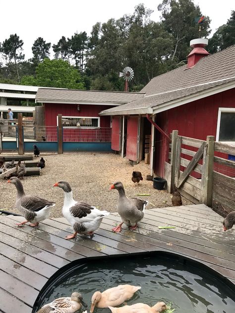 Bay Area Petting Zoos + Farms — Bay Area Moms Farm Animal Pets, Farm Sanctuary Layout, Petting Zoo Farm Ideas, Petting Farm Layout, Mini Petting Zoo, Petting Zoo Layout, Farm Petting Zoo Ideas, Petting Zoo Farm Layout, Farm Sanctuary Ideas