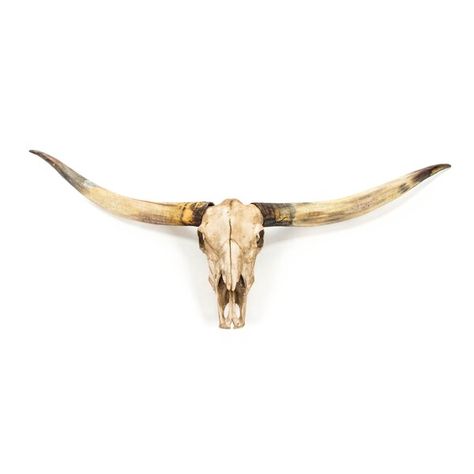 Texas Long Horn, Long Horns, Skull Wall Decor, Longhorn Steer, Longhorn Skull, Long Horn, Steer Skull, Nature Wall Decor, Texas Longhorn