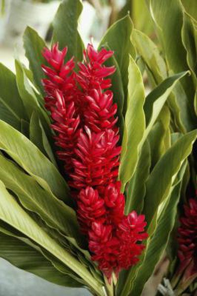 Torch gingers (Nicolaia elatior) have many common names including red ginger lily, torch lily, wild ginger and Philippine wax flower. Torch gingers are tropical plants that grow well as perennials in U.S. Department of Agriculture plant hardiness zones 9b through 11 in well-drained soil and bright sunlight. The ... Ginger Plant Flower, Torch Lily, Torch Ginger Flower, Ginger Plants, Lily Care, Ginger Rhizome, Flower Reference, Torch Ginger, Ginger Lily