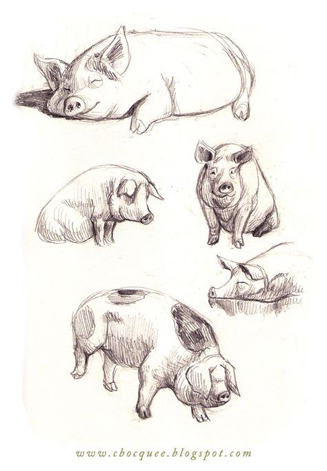 pencil drawing of pig - Google Search Adorable Drawings, Three Pigs, Some Drawings, Pencil Drawing, Pigs, To Draw, Pencil, Screen, Google Search