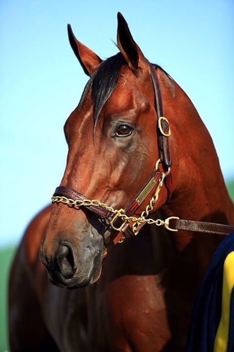 American Pharoah Racing Cake, King Horse, Faster Horses, American Pharoah, Triple Crown Winners, Thoroughbred Horse Racing, Quarter Horses, Most Beautiful Horses, Thoroughbred Horse