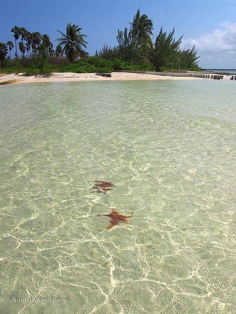 Starfish Point - Cayman Islands | Flickr - Photo Sharing! Caribbean Islands, Cayman Islands, Snorkeling, Starfish, Great Places, Places Ive Been, Photo Sharing