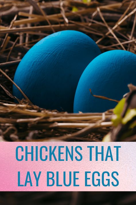 Production Blue Chicken, Chickens That Lay Blue Eggs, Blue Egg Laying Chickens, Colored Eggs Chickens, Chickens That Lay Colored Eggs, Types Of Chickens And Their Eggs, Blue Eggs Chicken, Egg Colors By Breed, Chicken Eggs Colors Chart