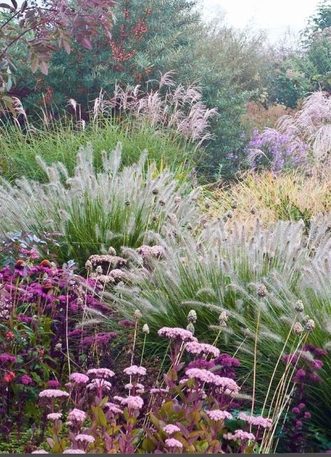 Stone Garden Plants, Side Yard Cement Ideas, Landscaping Lavender, Diy Jardin, Prairie Garden, Front Garden Design, Meadow Garden, Grasses Garden, Have Inspiration