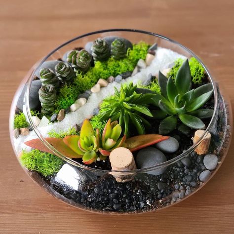 Succulent Glass Terrarium Bowl Terrarium Ideas, Succulent Glass Bowl, Succulent Bowl Centerpiece, Glass Terrarium Ideas, Open Terrarium Ideas, Glass Bowl Terrarium, Water Terrarium, Succulents In Glass, Unique Terrarium