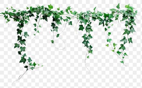 Green hanging ivy vine decoration | free image by rawpixel.com / Boom Vines Png, Ivy Tree, Hanging Ivy, High Wallpaper, Ivy Plant, Vine Decoration, Photoshop Hair, Plant Icon, Plant Hanging