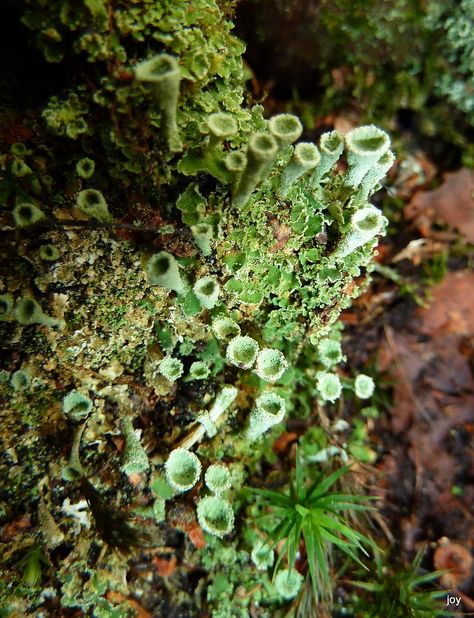 Pixie Cup Lichen, Nature Moodboard, Full Moon Party, Cheer Party, Moon Party, Mixed Media Sculpture, Just Imagine, Full Moon, Grapes