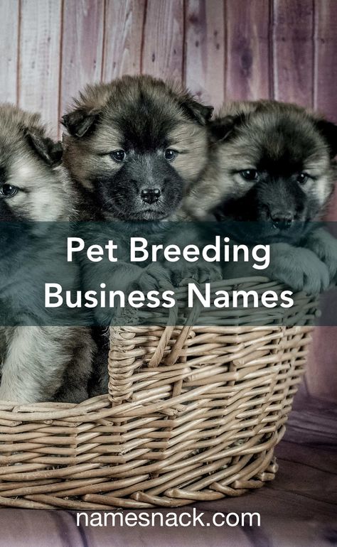 10 amazing name ideas to kick-start your pet breeding business. Cat Breeding Business, Dog Breeding Kennels Ideas, Dog Breeders Kennels, Puppy Breeding, Dog Breeding Kennels, Breeding Business, Dog Breeding Business, Cat Breeding, Kennel Ideas