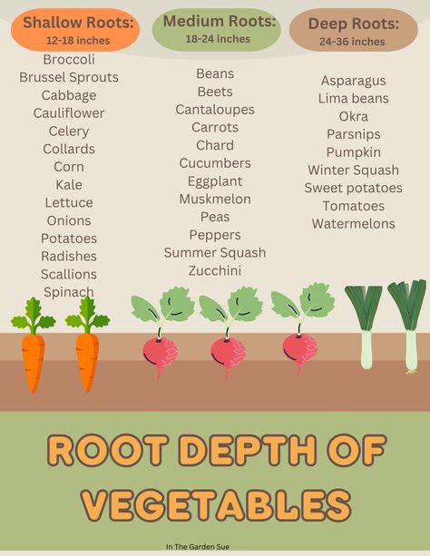 How much soil depth is needed for the Roots of Vegetables? Raised Garden Bed Plants, Veggie Garden Layout, Vegetable Planting Guide, Allotment Ideas, Raised Bed Gardening, Gardening Journal, When To Plant Vegetables, Vegetable Garden Planner, Vegetable Garden Planning