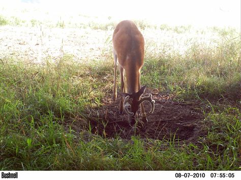 How to Make a Deer Mineral Site on http://www.deeranddeerhunting.com Deer Bait, Hunting Food, Deer Habitat, Deer Attractant, Deer Feed, Food Plots For Deer, Deer Food, Wildlife Management, Deer Feeders