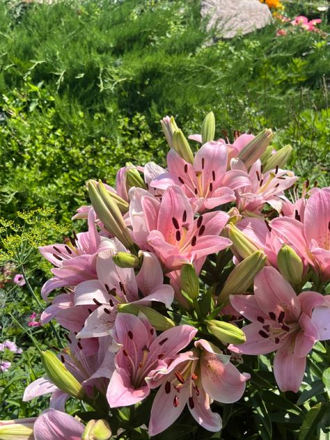 Lilies Flowers Aesthetic, Lilies Flowers, Lily Garden, Easter Lily, Boquette Flowers, Pink Plant, Nothing But Flowers, Flowers Aesthetic, Plant Aesthetic