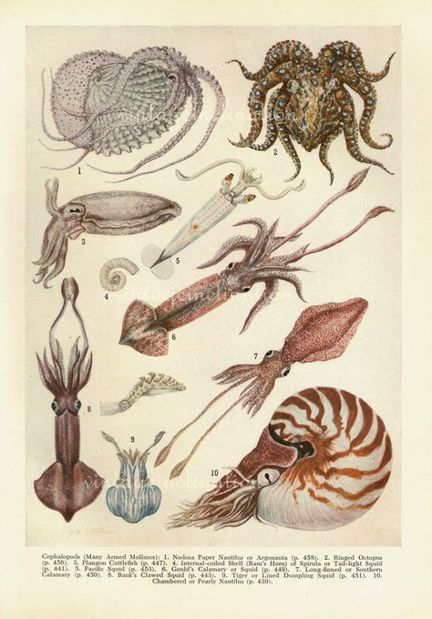 Animal Infographic, Marine Creatures, Fox Images, Molluscs, Science Illustration, Grey Fox, Haiwan Peliharaan, Arte Obscura, Scientific Illustration