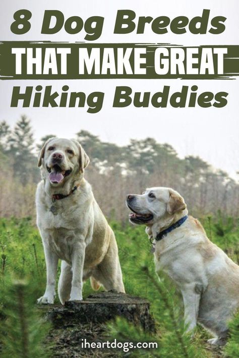 These dogs want to take a hike!! #doghelp Dog Obedience Training, Anatolian Shepherd, Dog Training Classes, Dog Water Bowls, Dog Food Brands, Hiking Dogs, Cheap Dogs, Dog Help, Take A Hike