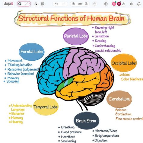 Structural Functions of Human Brain

#StructuralFunctions #BRAINWAVES #Brain #HumanBrain #LeftBrain #RightBrain #UXUIDesign #BrainArmstrong #Design #Education #Learn #Braintypes
 
https://pub.dojoit.com/LJFC86y1/Structural-Functions-of-Human-Brain

#dojoit #onlinewhiteboard

Did you find it amusing? 🤔. Save and Share it. Lobes Of The Brain And Function, Brain Structure And Functions, Part Of Brain And Function, The Human Brain Anatomy, Brain Functions Diagram, Parts Of The Brain And Its Function, Brain Function Chart, Structure Of The Brain, Psychology Brain Structure