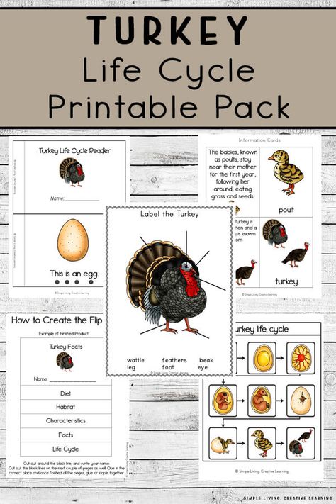 Learn about turkeys and their life cycle with these Turkey Life Cycle Printables, aimed at children in preschool and kindergarten. Montessori Printables Free, Thanksgiving Learning, Life Cycles Preschool, Turkey Facts, Science Printables, Sequencing Cards, Kindergarten Themes, Thanksgiving Activities For Kids, Thanksgiving Preschool