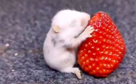 Daily Cute: Baby Mouse Eating a Strawberry Mice Pictures, Cute Thoughts, Rat Eating, Mouse Eating, Nursery Bible Verses, Mouse Pictures, Quotes Cute, People Standing Together, Giant Food