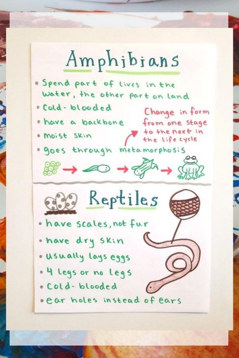 Reptiles Kindergarten, Amphibians Preschool, Reptiles Preschool, Reptiles Activities, Amphibians Activities, Reptile Crafts, Frog Life, Preschool Science, Reptiles Pet