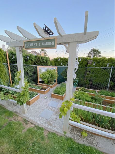 Grape Vine Fence, Grape Vine Garden, White Fence Garden, Grape Trellis Ideas, White Garden Fence, Vine Fence, Fence Weaving, Grape Vine Trellis, Low Fence