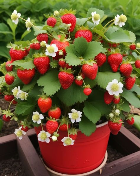 Forget buying strawberries. Grow them at home with this easy step-by-step guide Types Of Strawberries, Cilantro Plant, Strawberry Varieties, Organic Pest Control, Strawberry Garden, Garden Basket, Strawberry Flower, Growing Strawberries, Garden Veggies