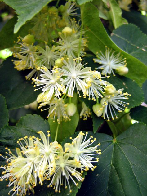 Linden flower (tilia europea) monograph Linden Tea, Linden Flower, Linden Blossom, Lime Blossom, Street Trees, Flower Sleeve, Plant Projects, Small White Flowers, Plant Identification