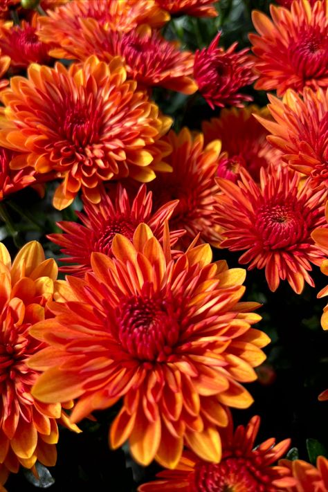 Stunning colors of fall mums. Garden Mums, Milo Murphy, Mum Flowers, Mum Flower, Garden Mum, Flower Types, Fall Mums, Mums Flowers, Colors Of Fall