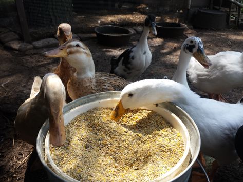 Duck Feed, Raising Turkeys, Ducks And Geese, Backyard Ducks, Chicken Flock, Duck Breeds, Duck Coop, Duck Farming, Raising Ducks