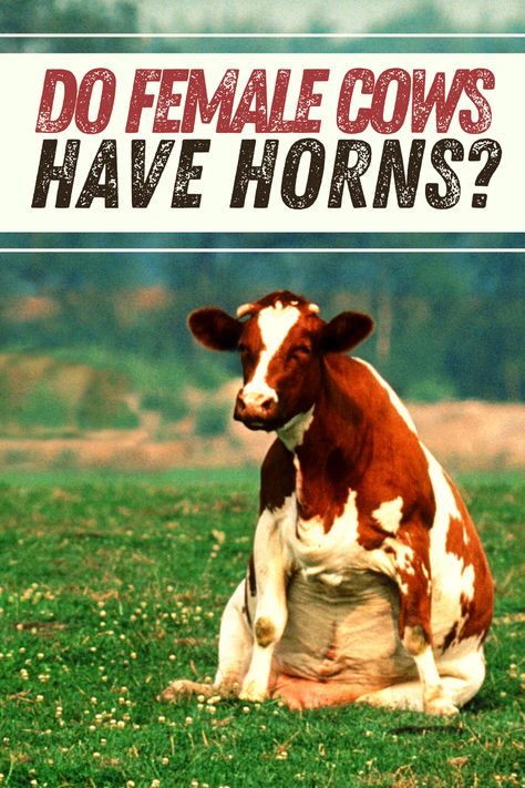 Do Female Cows really have Corns? What Does A Female Cow Use Its Horns For? Comparison between Longhorn , Dairly, Highland , Blank Angus, Hereford, Limousin ,Holstein female cows. Female Cow, Hereford Cows, Male Vs Female, Holstein Cows, Dairy Cows, Hereford, Limousin, Cow Skull, Dairy