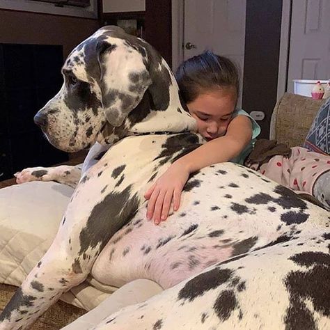 14 Great Dane Facts You Might Not Know Great Dane Facts, Blue Merle Great Dane, Blue Great Dane, Merle Great Danes, Black Great Danes, Blue Great Danes, Great Dane Mix, Harlequin Great Danes, Dane Puppies