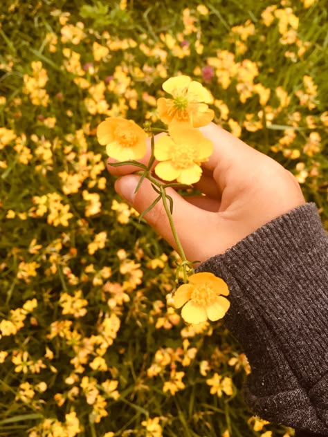 Buttercup Aesthetic Flower, Buttercup Flower Aesthetic, Buttercups Aesthetic, Buttercups Flower, Buttercup Aesthetic, Buttercup Field, Buttercup Flowers, Gardening Aesthetic, Deer Girl