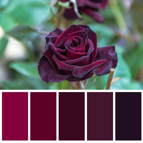 Burgundy Palette Colour Schemes, Burgundy Color Palette Colour Schemes, Red And Purple Color Palette, Deep Red Color Palette, Wine Color Palette, Burgundy Color Palette, Pallete Color, Color Bordo, Purple Color Palettes