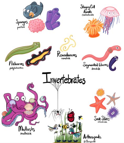 Biology Basics: Invertebrates — Jolie Canoli Invertebrates Animals Pictures, Biology Basics, Vertebrates And Invertebrates, Animal Classification, Sea Stars, Biology Notes, Classical Conversations, Arthropods, Study Tools