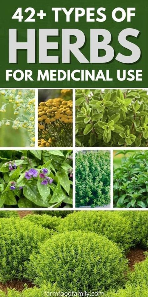 42+ Different Types of Herbs to Grow in Your Garden for Medicinal Use (Photos) 46 Medical Flowers Medicinal Plants, Plants Used For Medicine, Medicine Garden Healing Herbs, List Of Medicinal Herbs, Indian Herbs For Health, Herbs For Medicinal Purposes, Herbs To Grow In Garden, Best Medicinal Herbs To Grow, Herbs For Health Medicine