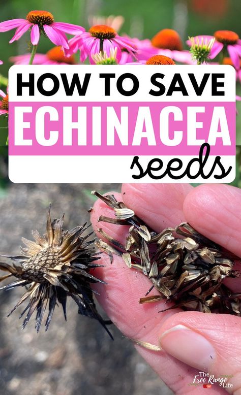 How To Save Echinacea Seeds, How To Save Coneflower Seeds, Coneflower Seed Saving, How To Harvest Echinacea, Cone Flower Garden, Coneflower Landscaping, Planting Echinacea, Echinacea Seeds, Coneflower Seeds